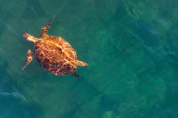 A Sea turtle Swimming