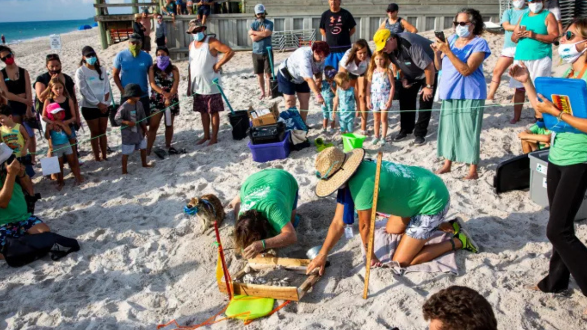 A group of people, some with cameras, gather on the beach around two individuals examining something in the sand.