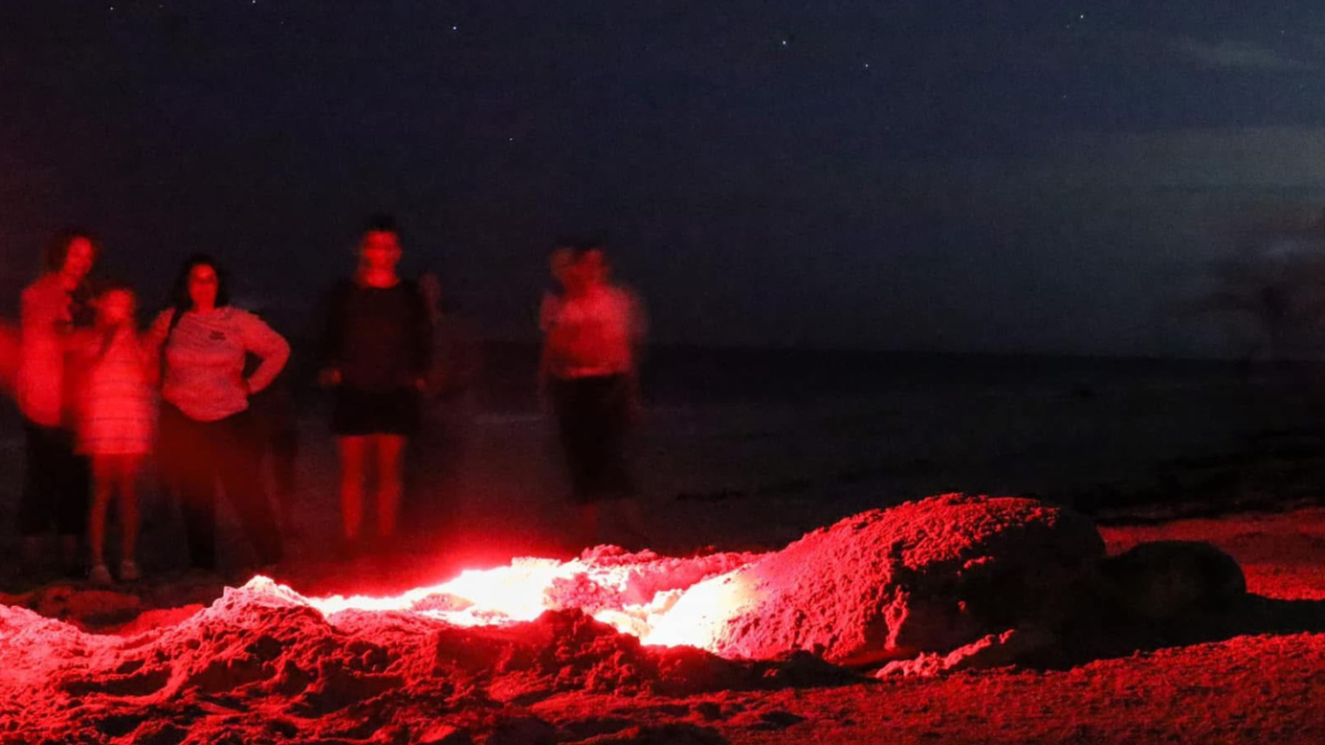 A Group of people on a turtle walk during nesting season
