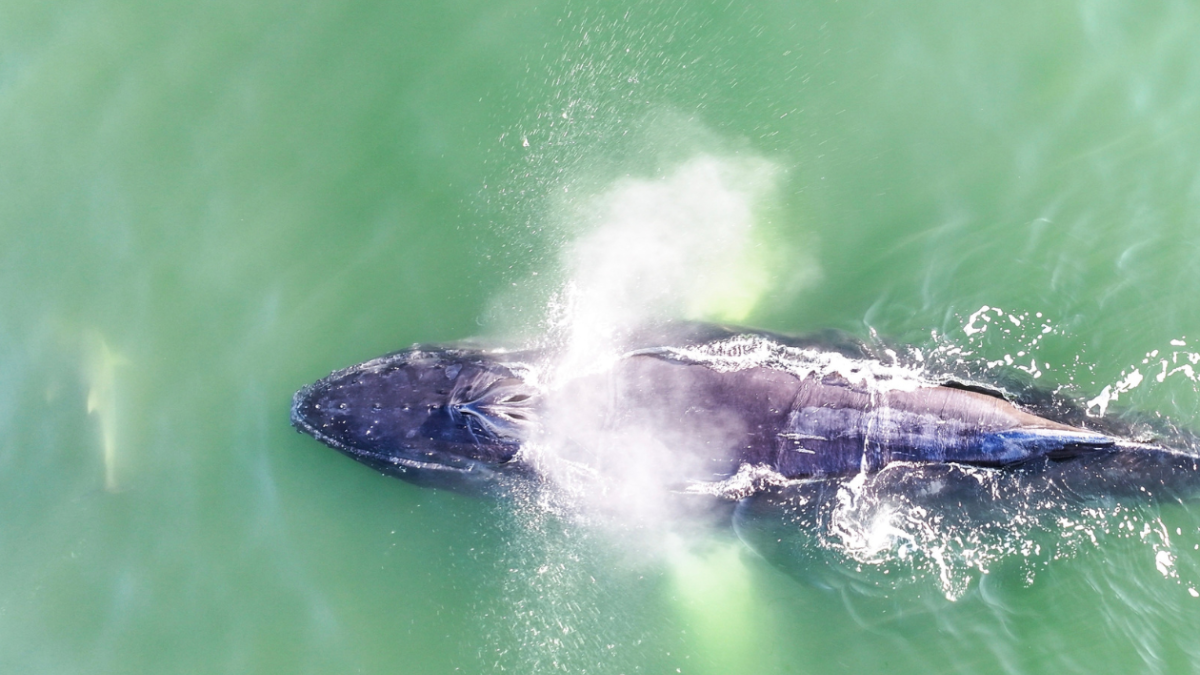 A whale swimming with dolphins